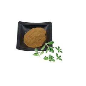 Bacopa Extract 10%- 50% Bacosides False Purslane Extract Wholesales Bacopa Monnieri Extract Powder