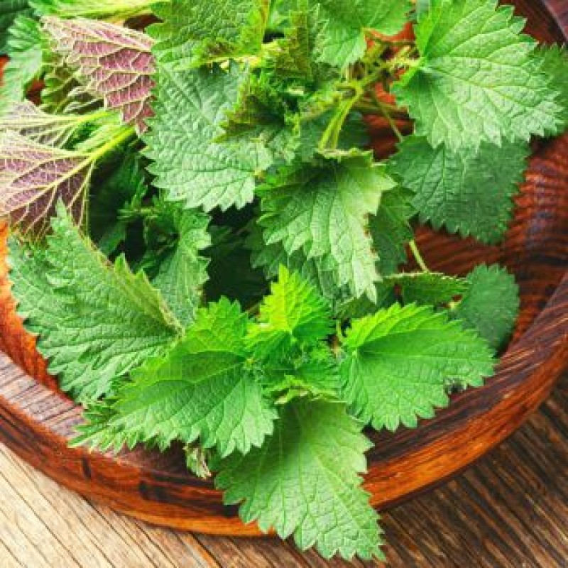 Factory Supply Good Quality Bulk Nettle Extract Powder Silicone