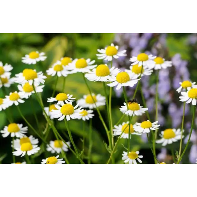 Chamomile Powder Bulk Flavonoid Powder Whole Natural Chamomile Extract Powder Total Flavonoids