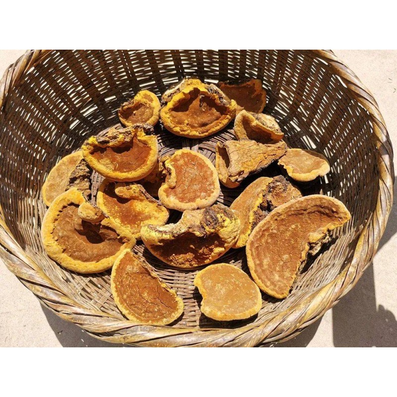 Water Soluble Beta Glucan 30% Phellinus Linteus Extract Wholesale Phellinus Igniarius Mushroom Extract