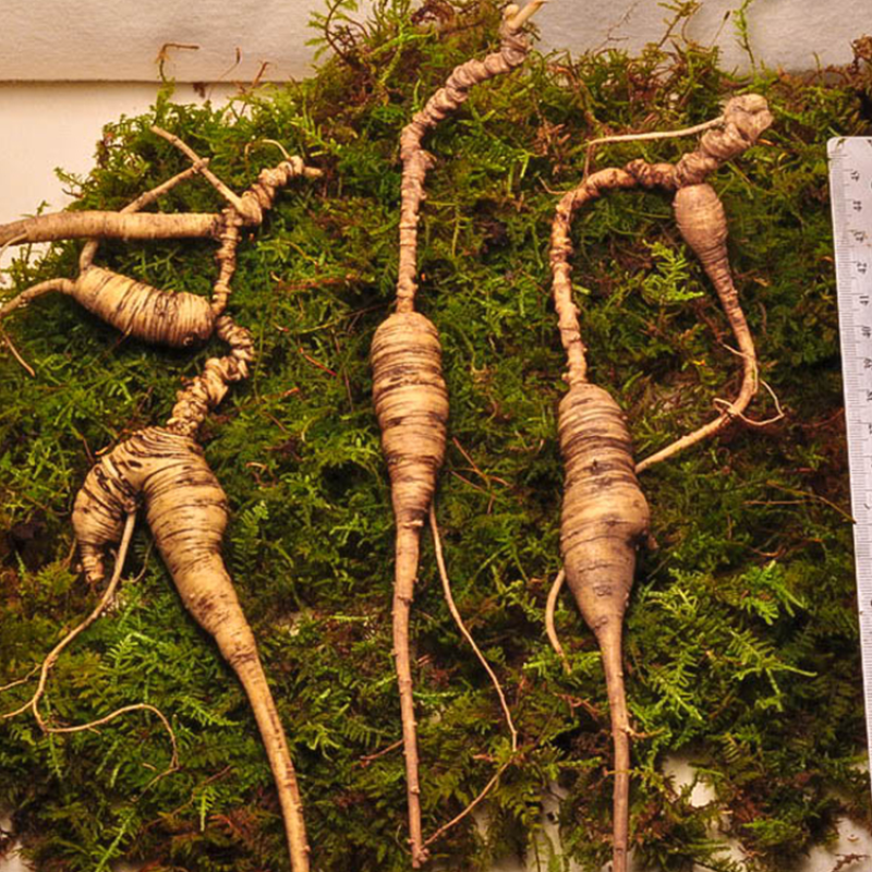 Wholesale Ginseng Powder Bulk Natural Pure Ginseng Root Powder