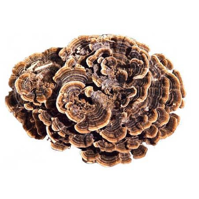 Turkey Tail Mushroom Powder Bulk Price Yunzhi Coriolus Versicolor NOP EU Organic Trametes Versicolor Powder