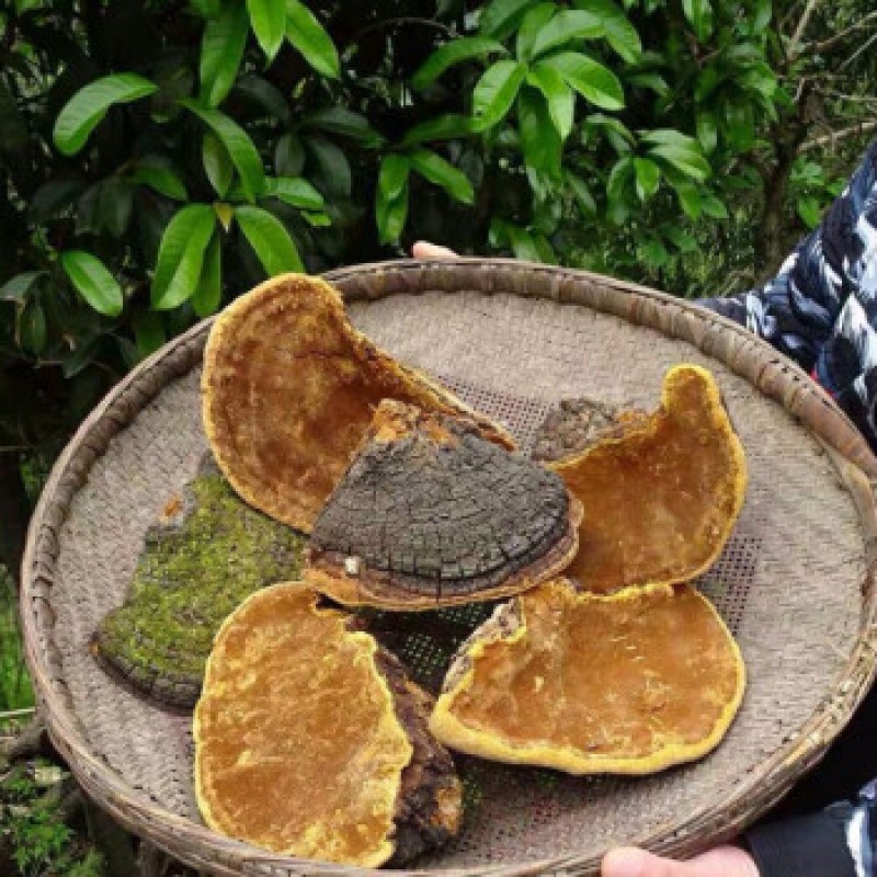 Water Soluble Beta Glucan 30% Phellinus Linteus Extract Wholesale Phellinus Igniarius Mushroom Extract