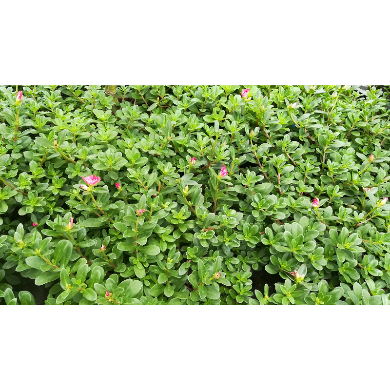 Bacopa Extract 10%- 50% Bacosides False Purslane Extract Wholesales Bacopa Monnieri Extract Powder