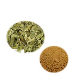 High Quality Wholesale Buchu Extract  Food Grade Buchu Leaf Extract Powder