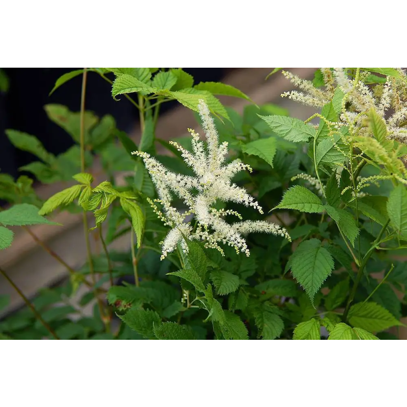 Black Cohosh Powder Cimicifuga Racemosa Triterpenoid Saponins 2.5% Triterpene Glycosides Supplement Black Cohosh Extract Powder