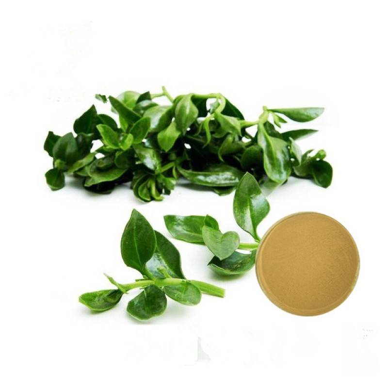 Andrographis Paniculata Extract Supplement Andrographis Paniculata Powder Andrographolide Powder 10% 98%