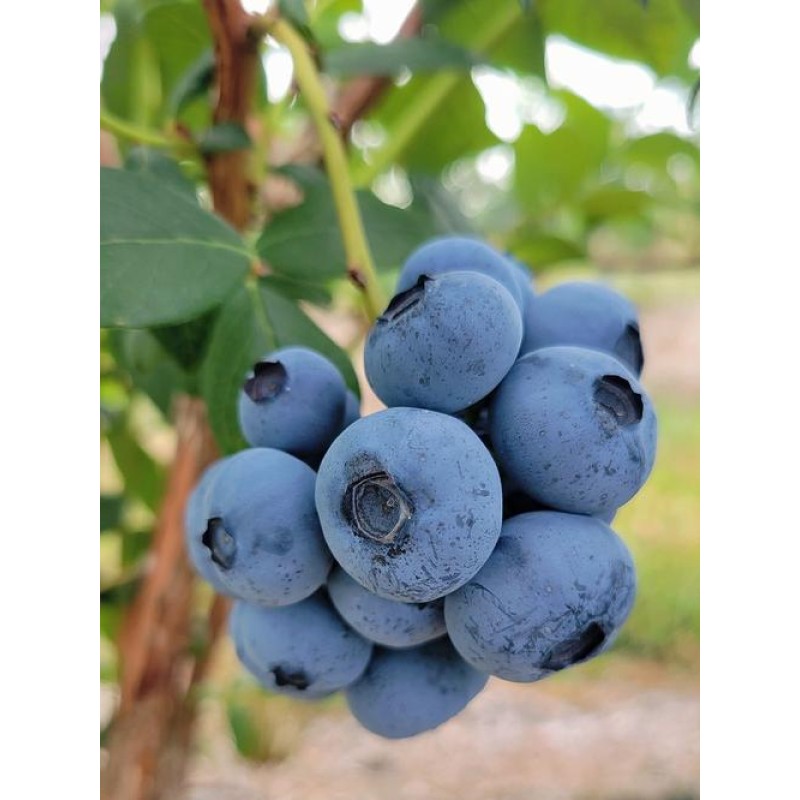 Wild Blueberry Powder Organic Food Grade Organic Blueberry Powder Fruit