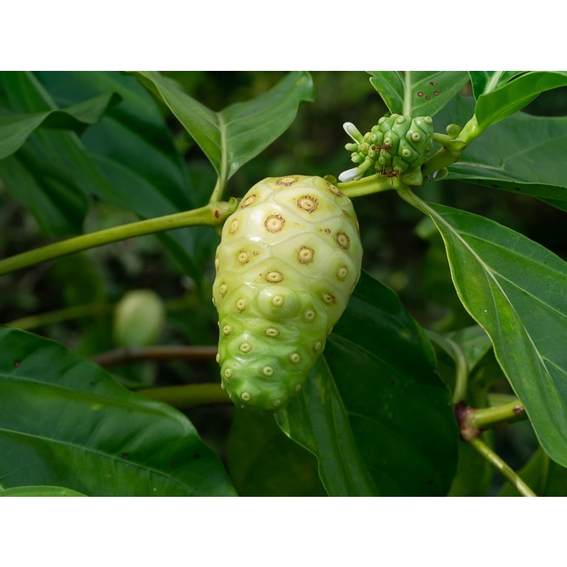 Noni Extract Powder Wholesale Natural Noni Fruit Powder Noni Powder Food Grade