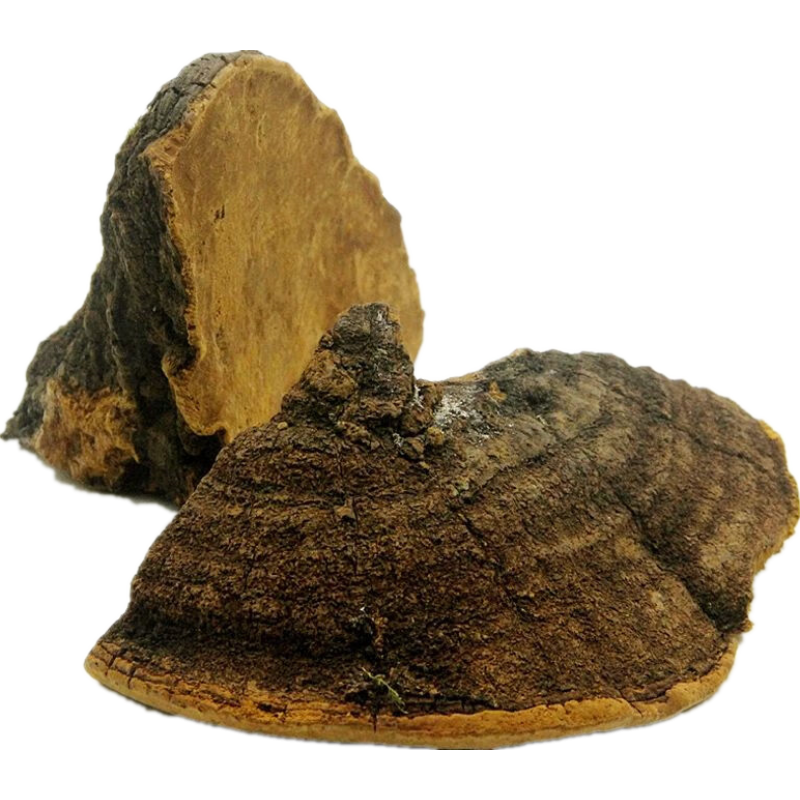 Water Soluble Beta Glucan 30% Phellinus Linteus Extract Wholesale Phellinus Igniarius Mushroom Extract