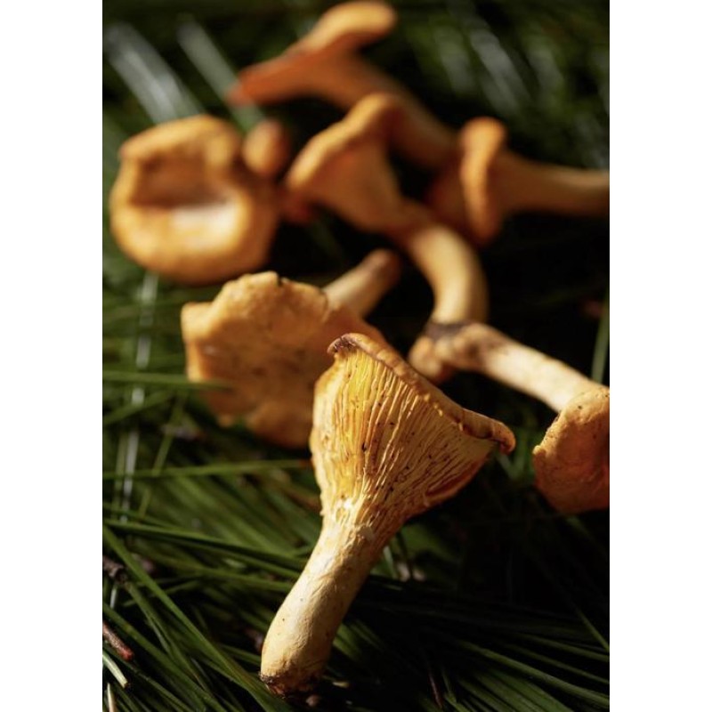 Chanterelle Mushroom Extract Mycelium Chanterelle Polysaccharide 30% Chanterelles Mushrooms Powder