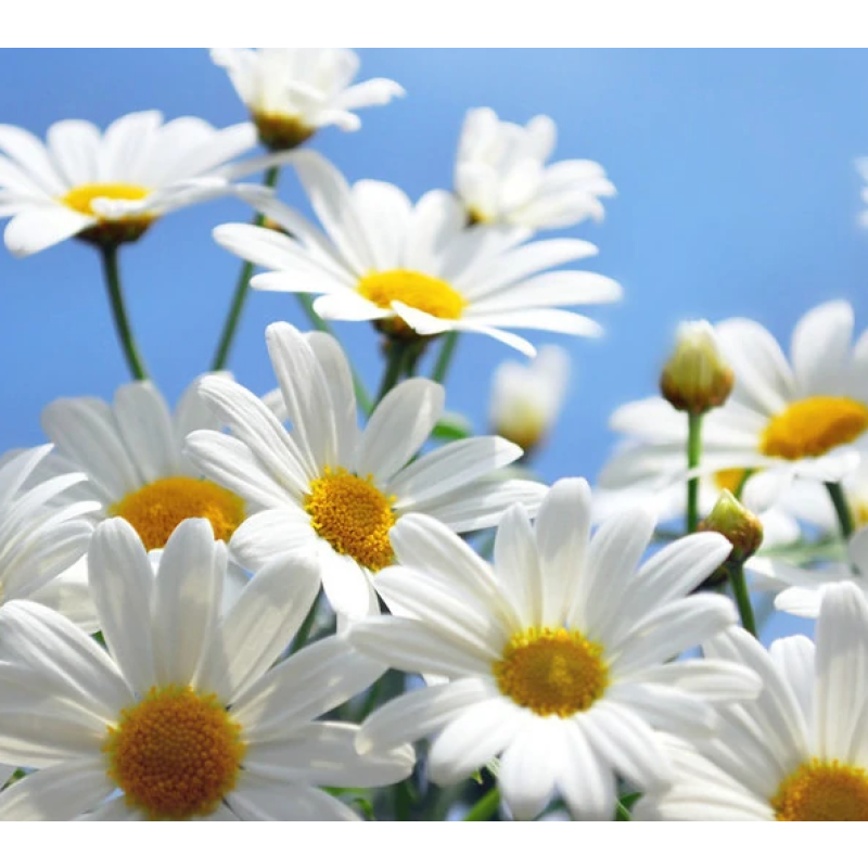 Chamomile Powder Bulk Flavonoid Powder Whole Natural Chamomile Extract Powder Total Flavonoids