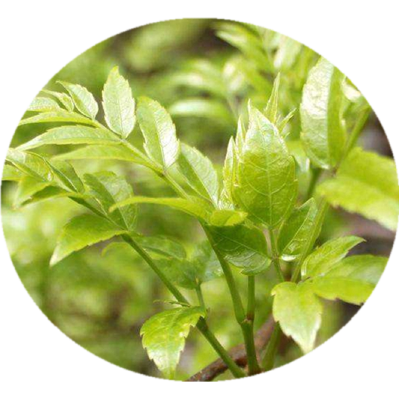 Dihydromyricetin Capsules Powder Wholesale 98% DHM Dihydromyricetin in Bulk