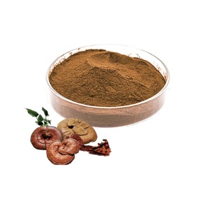 Honghao Reishi Extraction Machine Reishi Mushroom Extract