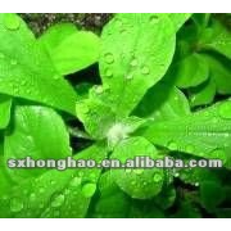 Wholesale Factory Supply Bulk Organic Stevia Extract Powder Stevia Extract Powder