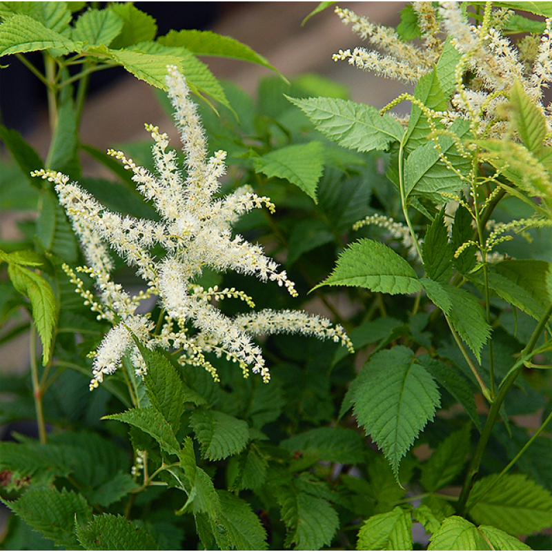 Black Cohosh Powder Cimicifuga Racemosa Triterpenoid Saponins 2.5% Triterpene Glycosides Supplement Black Cohosh Extract Powder