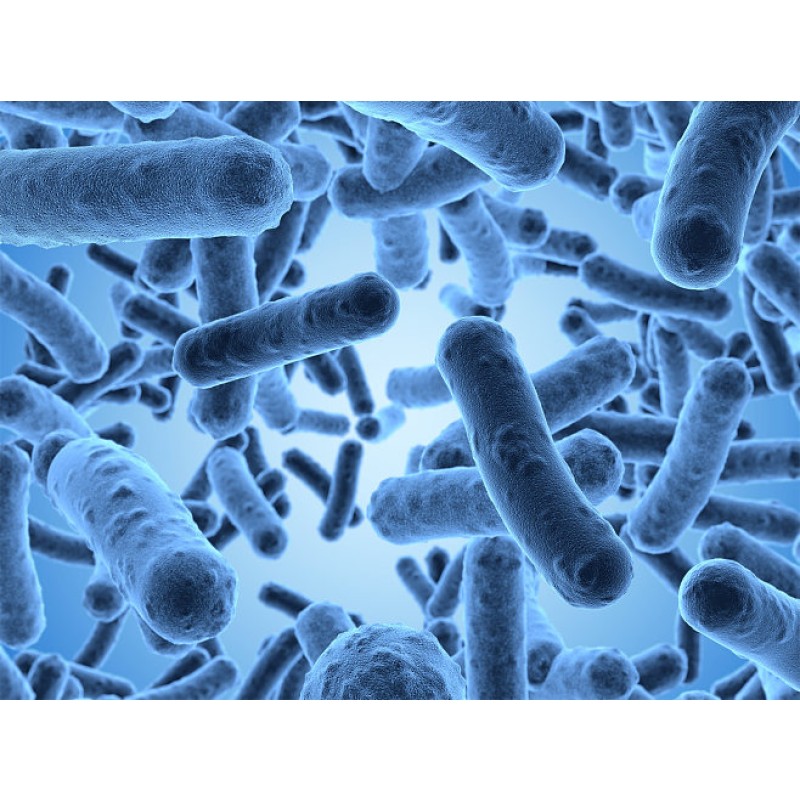 Lactobacillus Rhamnosus GG Good Quality Supply Probiotics Powder Lactobacillus Rhamnosus