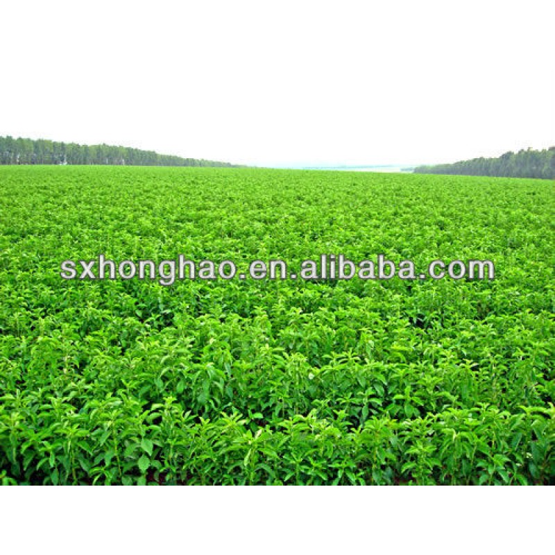 Wholesale Factory Supply Bulk Organic Stevia Extract Powder Stevia Extract Powder