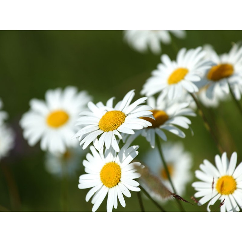 Chamomile Powder Bulk Flavonoid Powder Whole Natural Chamomile Extract Powder Total Flavonoids