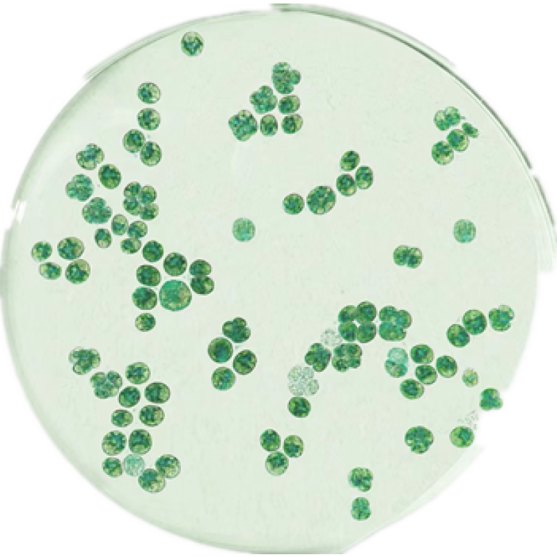 Chlamydomonas Reinhardtii Extract Powder Wholesale Price Algae Chlamydomonas Reinhardtii Powder 99%