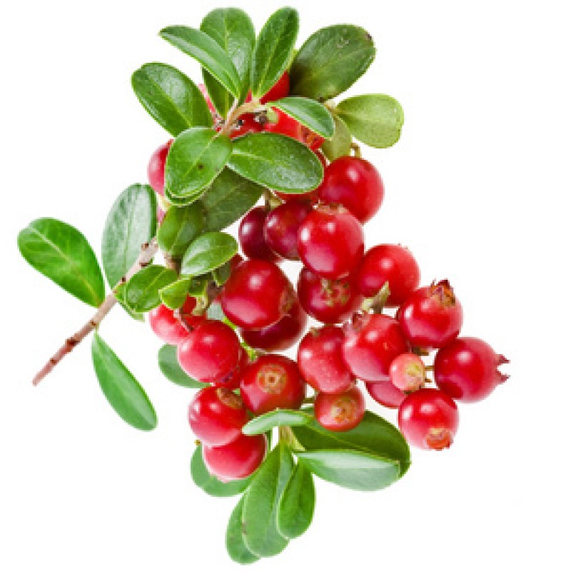 Bilberry Extract Fruit Bilberry Powder Food Supplement Bilberry Fruit Powder