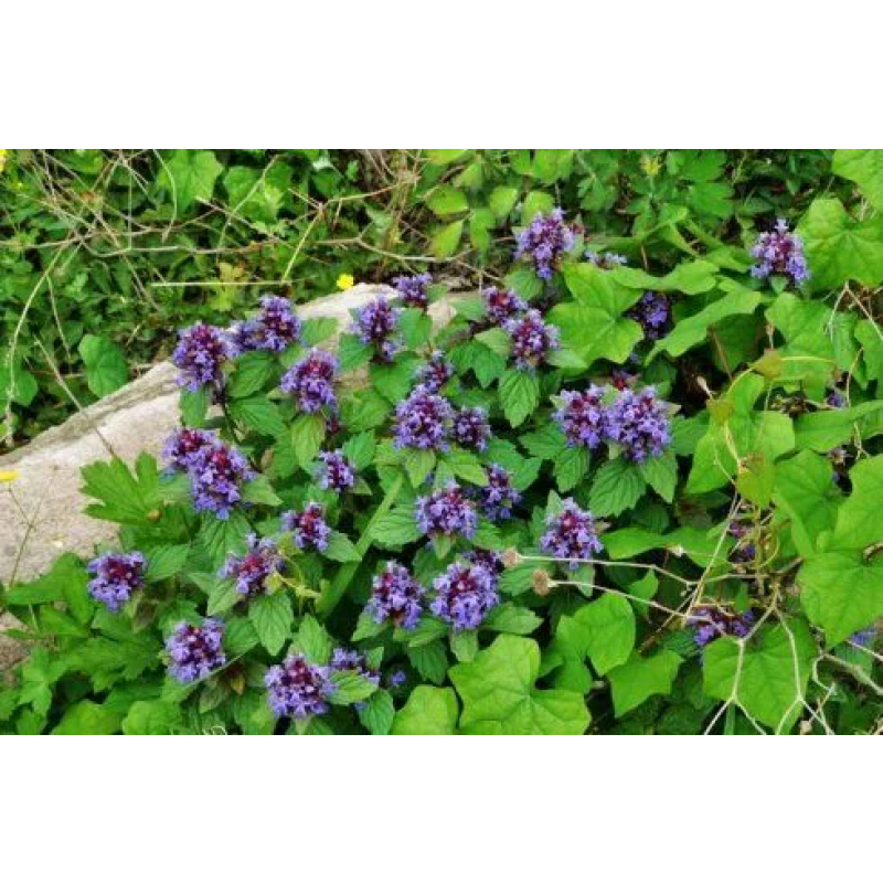 Good Quality Honghao Whole Buy Ajuga Turkestanica Extract Turkesterone 20%