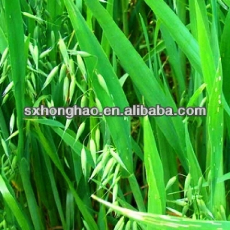 Factory Supply Wholesale Organic Certificated Oat Grass Powder Organic Oat Grass Juice Powder