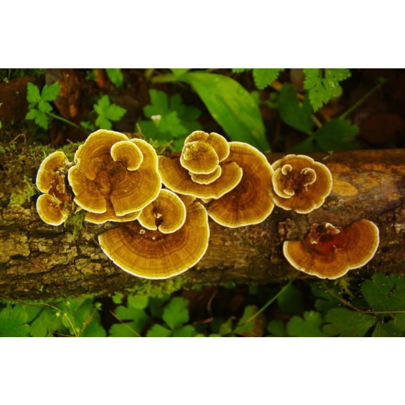 Turkey Tail Mushroom Powder Bulk Price Yunzhi Coriolus Versicolor NOP EU Organic Trametes Versicolor Powder