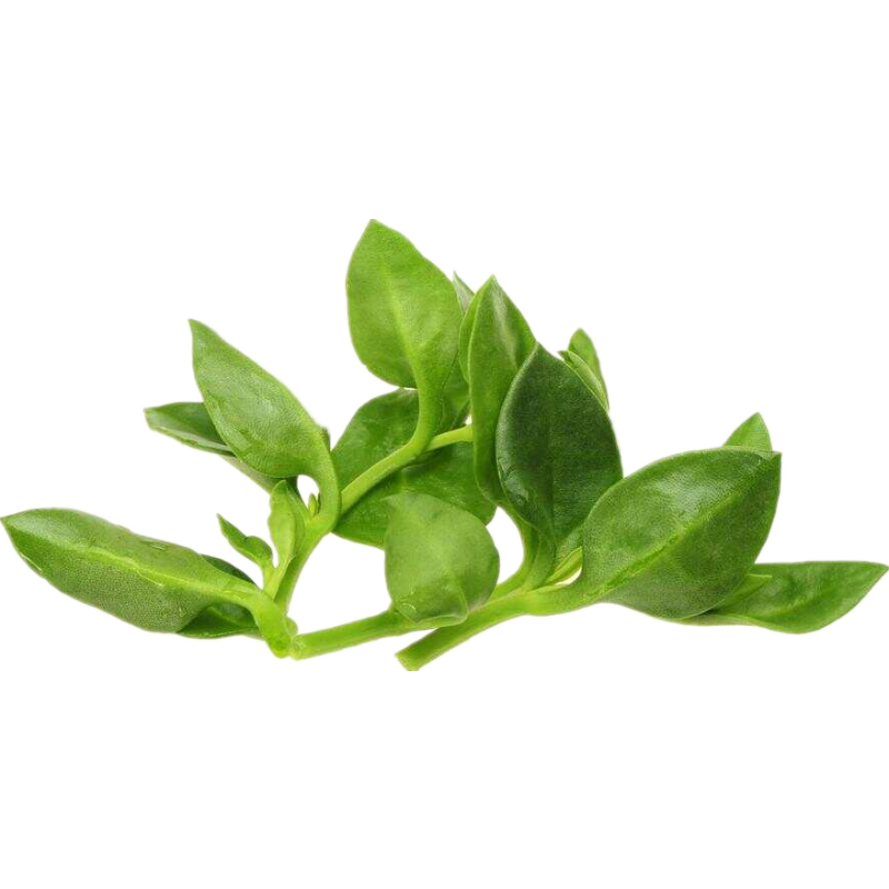 Andrographis Paniculata Extract Supplement Andrographis Paniculata Powder Andrographolide Powder 10% 98%