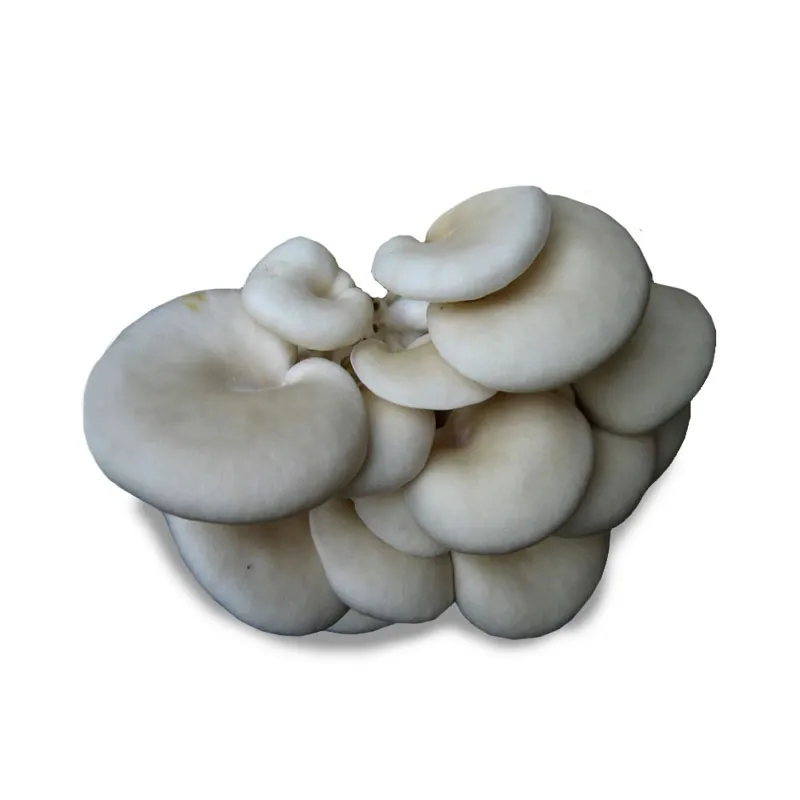 Oyster Mushroom Extract Powder Polysaccharides Pleurotus Ostreatus 30% Oyster Mushroom Powder Food Grade Oyster Mushroom Extract