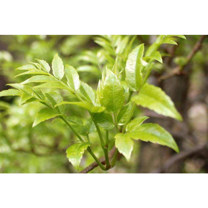 Dihydromyricetin Capsules Powder Wholesale 98% DHM Dihydromyricetin in Bulk