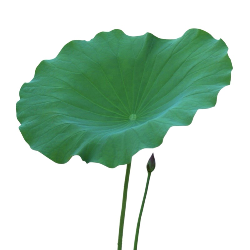 Manufacturer Supply Wholesale  Lotus Leaf Extract Lotus Leaf Extract Powder  Nelumbo Nucifera Extract Nuciferine 1%