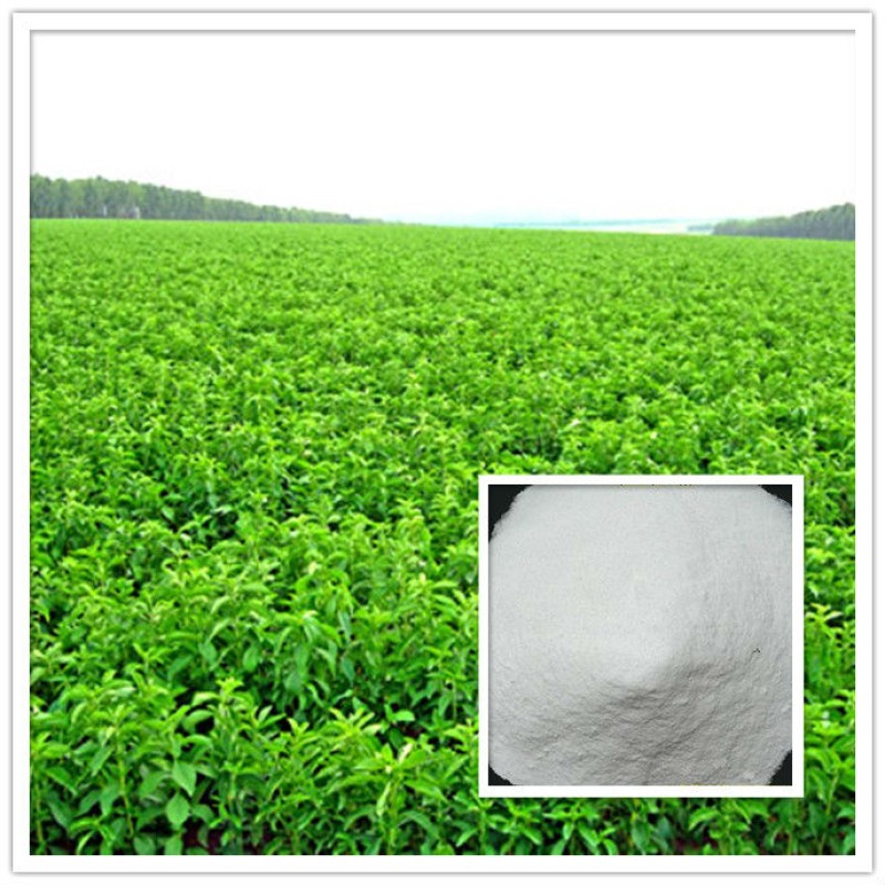 Wholesale Factory Supply Bulk Organic Stevia Extract Powder Stevia Extract Powder
