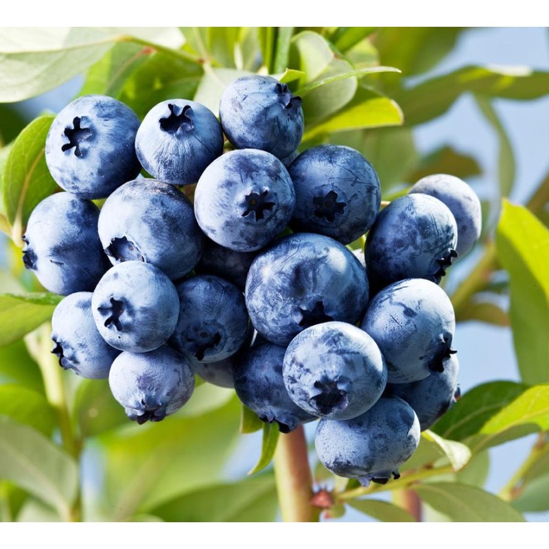 Fruit Extract Wild Blueberry Powder Blueberry Juice Powder Water Soluble Blueberry Fruit Powder