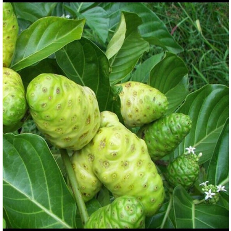 Noni Extract Powder Wholesale Natural Noni Fruit Powder Noni Powder Food Grade