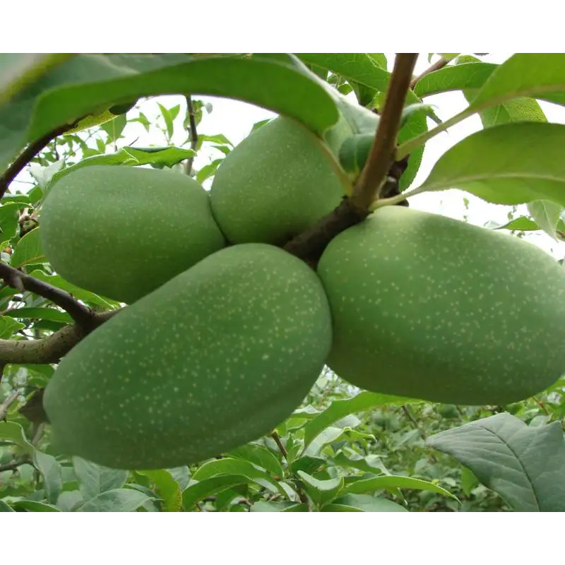 Sample Supplement Papain Enzyme Price Papaya Extract Food Enzymes 100000U/G