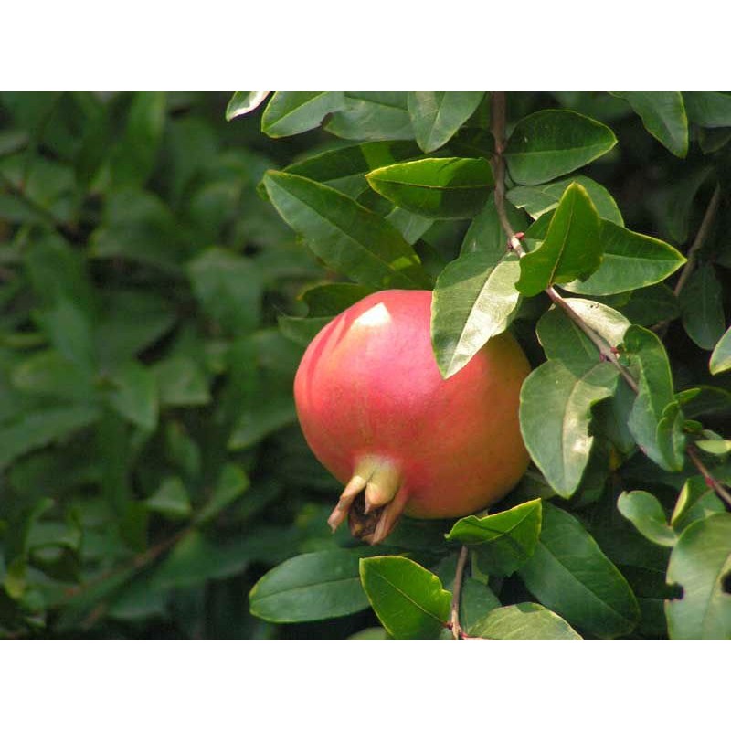 Factory Supply Wholesale Bulk Organic Certificated Pomegranate Juice Powder Organic Pomegranate Powder