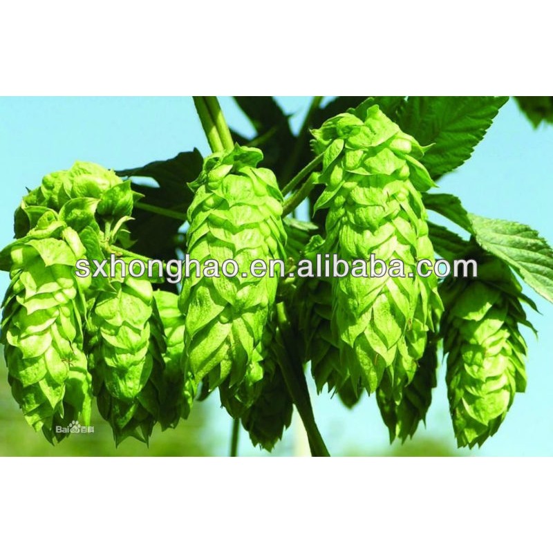 Humulus Lupulus Extract Flavones Wholesale Bulk Hops Extract Flavonoids Powder 4%