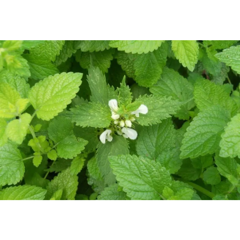 Lemon Balm Extract 5% Rosmarinic Acid Powder Natural Bulk Melissa Extract Powder