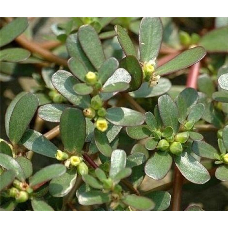 Bacopa Extract 10%- 50% Bacosides False Purslane Extract Wholesales Bacopa Monnieri Extract Powder