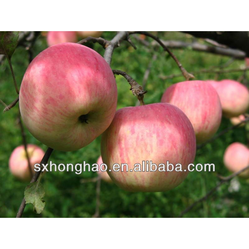 Apple Fiber Powder Food Grade Apple Pectin Powder