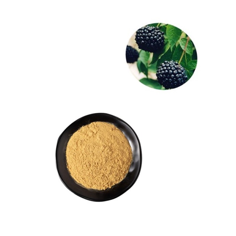 Acanthopanax Senticosus Extract Powder Raw Material Siberian Ginseng Extract Eleutherosides 2% Eleuthero Extract