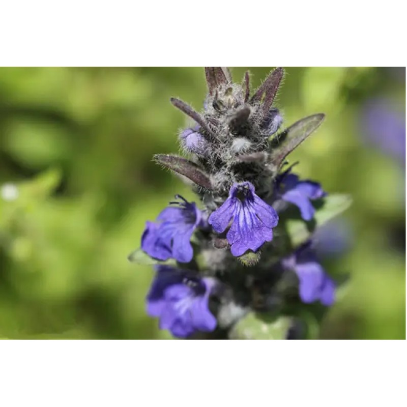 Good Quality Honghao Whole Buy Ajuga Turkestanica Extract Turkesterone 20%