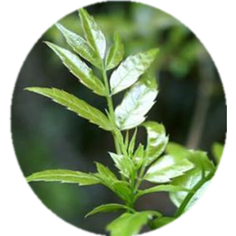 Dihydromyricetin Capsules Powder Wholesale 98% DHM Dihydromyricetin in Bulk