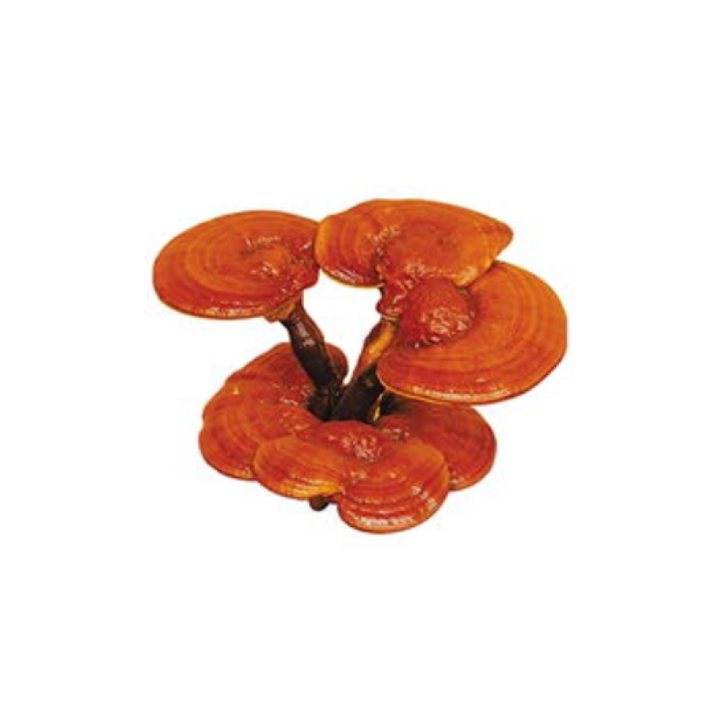 Honghao Reishi Extraction Machine Reishi Mushroom Extract