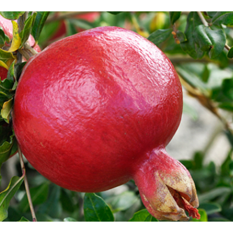 Organic Freeze Dried Pomegranate Juice Powder
