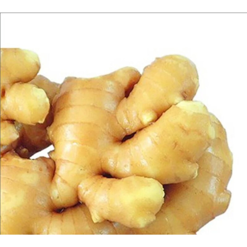 Wholesale Factory Supply  Ginger root extract Gingerol Ginger Extract Powder
