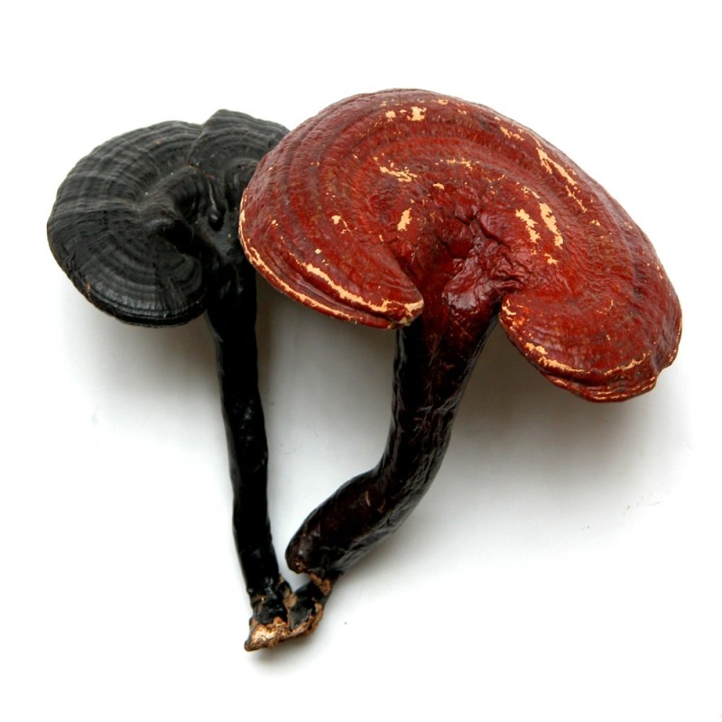 Manufacturer Supply Organic Certificated Reishi Mushroom Extract Powder 30%Beta Glucan