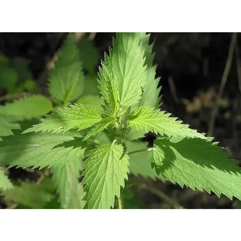 Factory Supply Good Quality Bulk Nettle Extract Powder Silicone