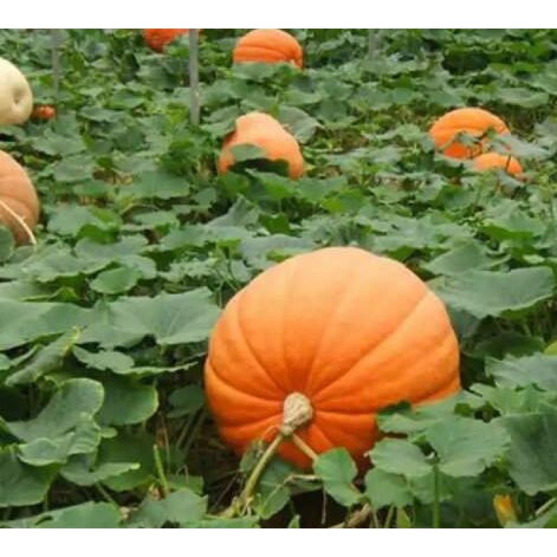 Manufacture Pumpkin Seed Extract 10:1 20:1, 100% Herbal Extract
